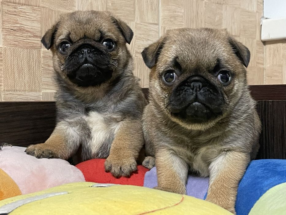 Мопс цуценята хлопчики і дівчатка КСУ Голден Пак