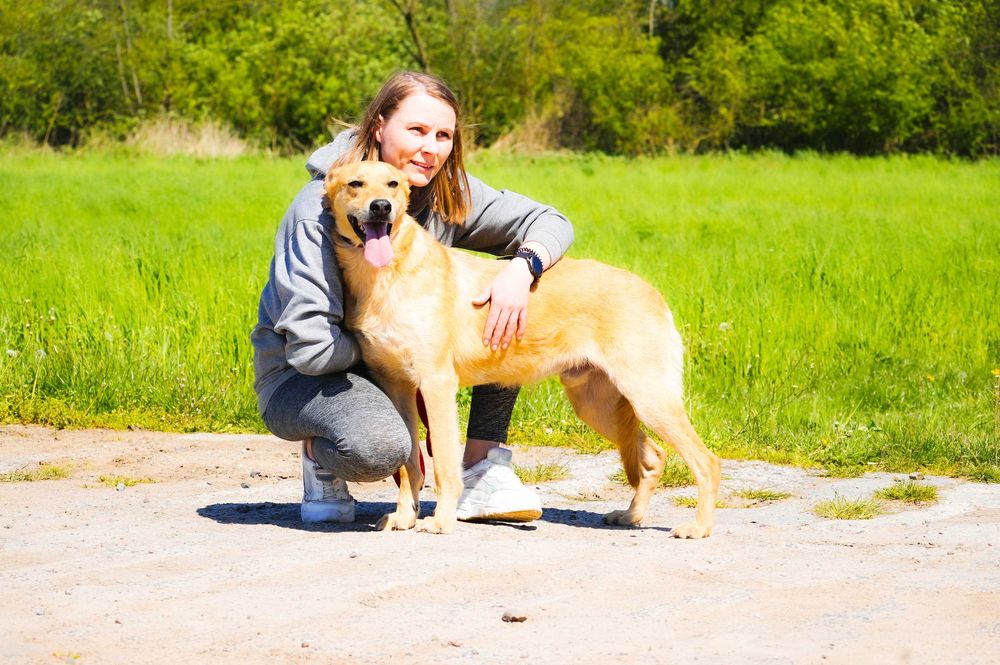 Baflo - piękny, biszkoptowy pies szuka domu