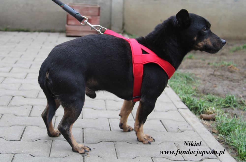 Nikiel pilnie szuka domu