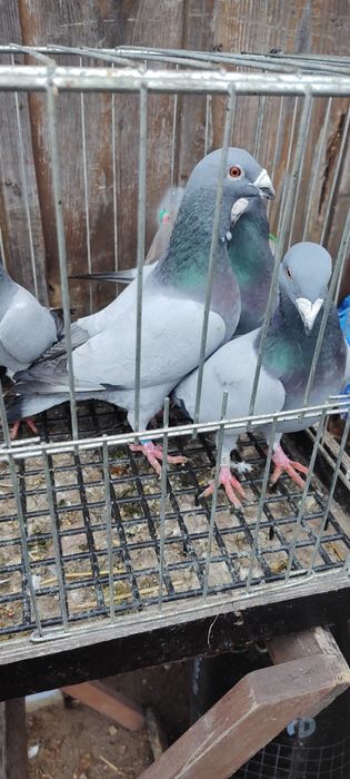 Gołębie barlesy 8 sztuk