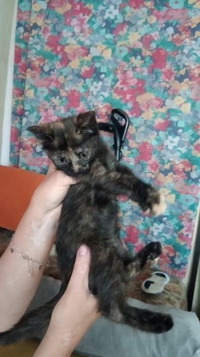 Котята в заботливые руки. Котенок бесплатно. Кот. Котик.  Кошка даром