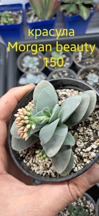 Эхеверия,  красула, каланхое