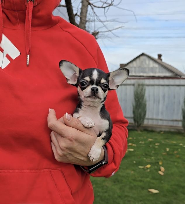 Чихуахуа. Нереальні красунчики.