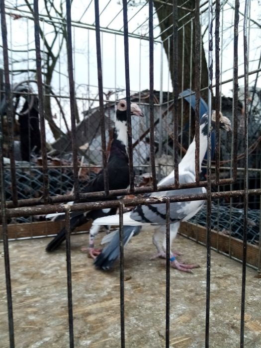 Gołębie ozdobne karier