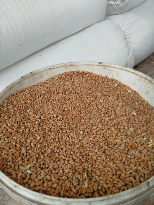 Пшениця 2025.р..