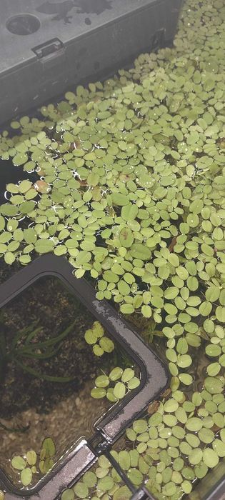 Dou plantas de superficie para aquario