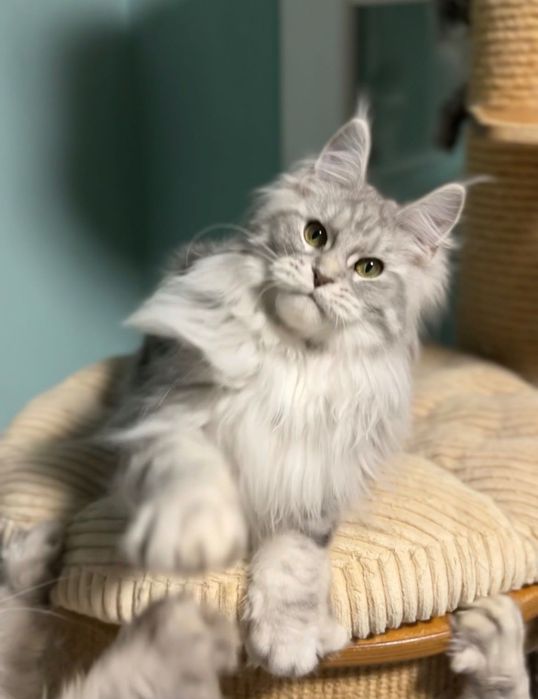 Кошеня мейн кун дівчинка