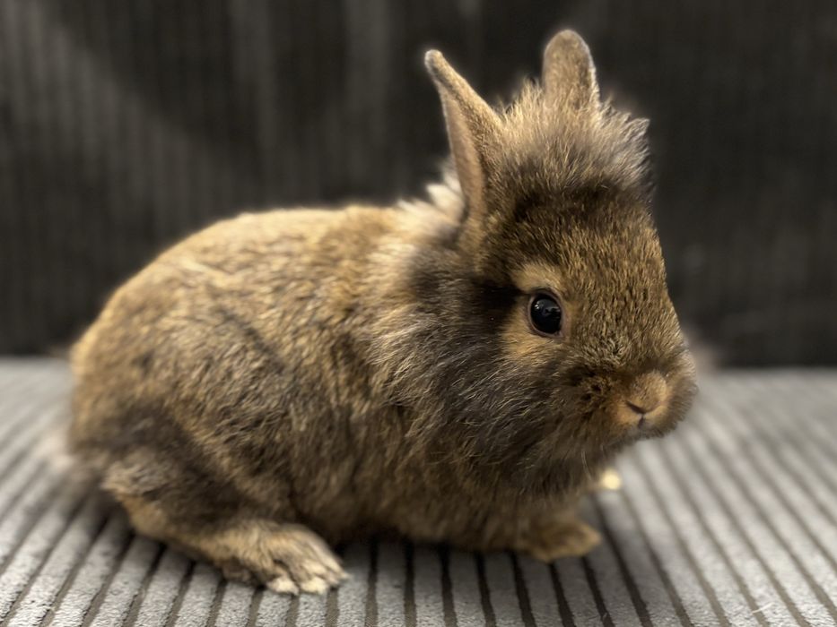 Królik • Lew miniaturowy • Samiec Cynamon • Hodowla domowa