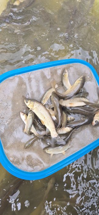 Karp, karaś, koi, ryby, narybek, lin, orfa, żywiec