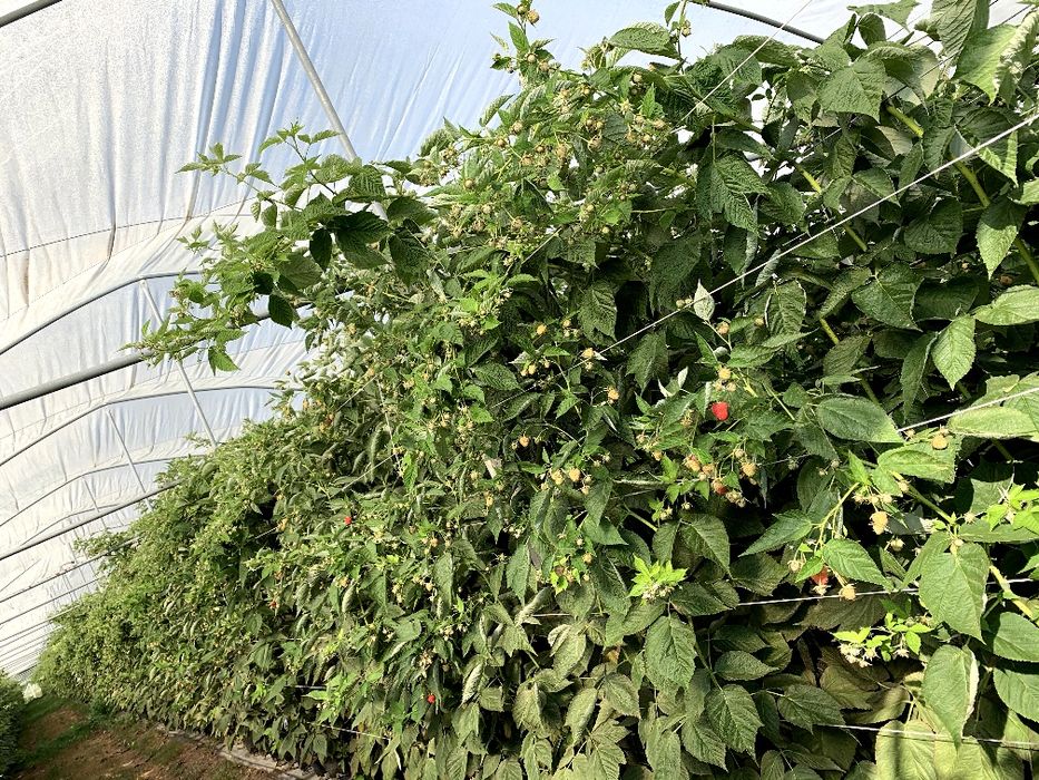 Sadzonki malin Clarita odpowiednik maravilli