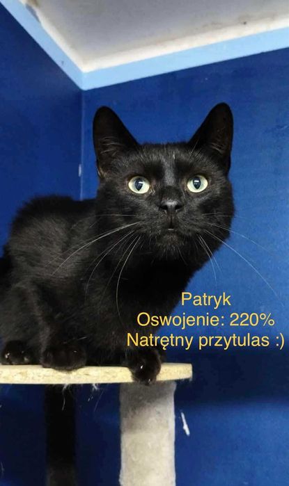 Koty czekają na domy