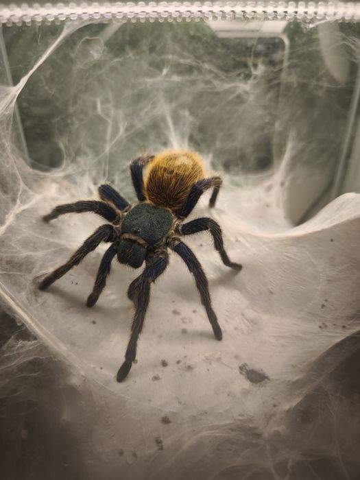Chromatopelma cyanopubescens