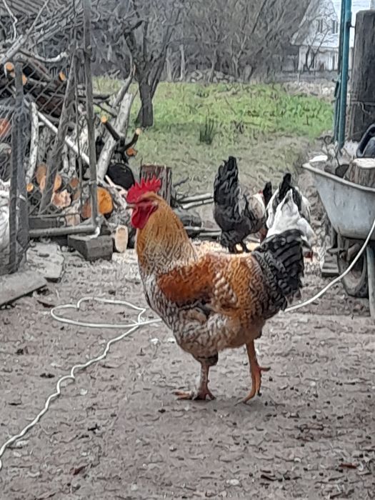 молоді півники..