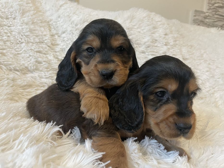 Cocker spaniel piesek