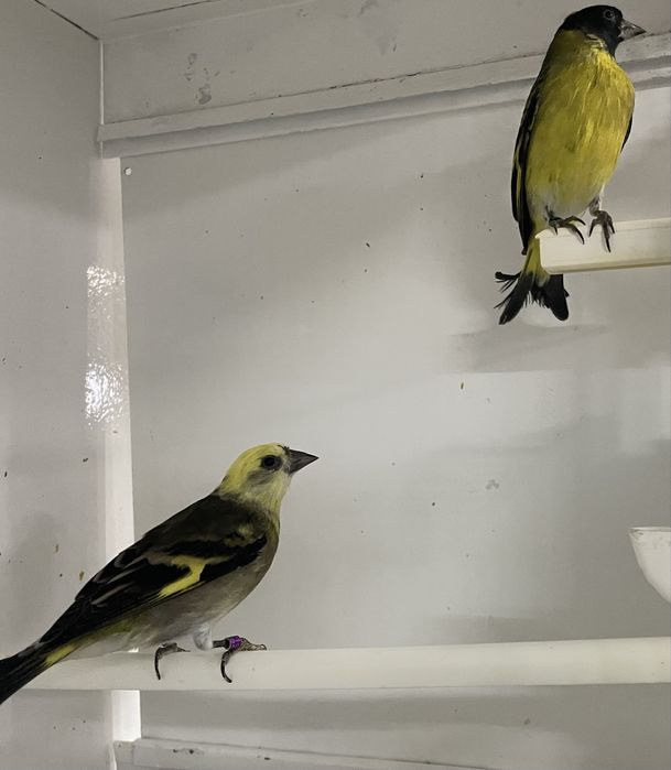 Canarios desponiveis para venda