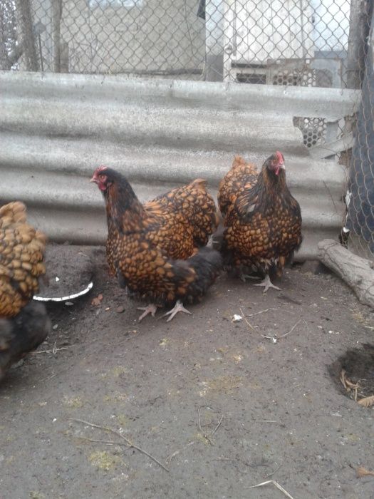 Инкубационное яйцо от кур породы Орпингтон Чёрное Золото