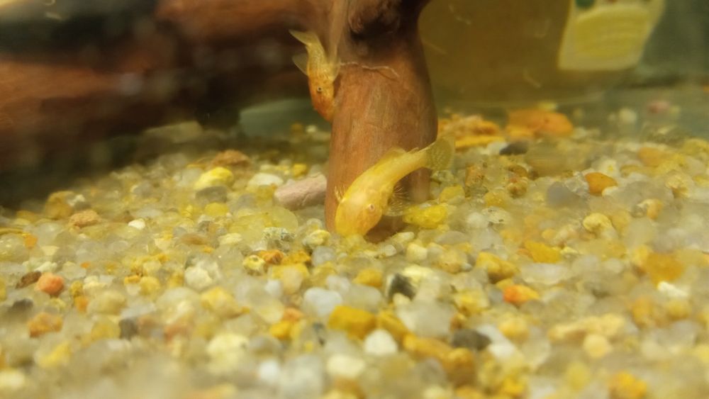 Молодняк анциструса (2мес)