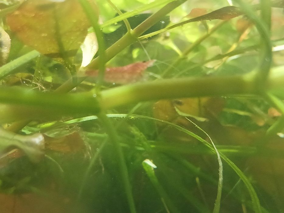 Krewetka red cherry