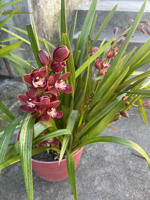 Orquídeas  para Venda