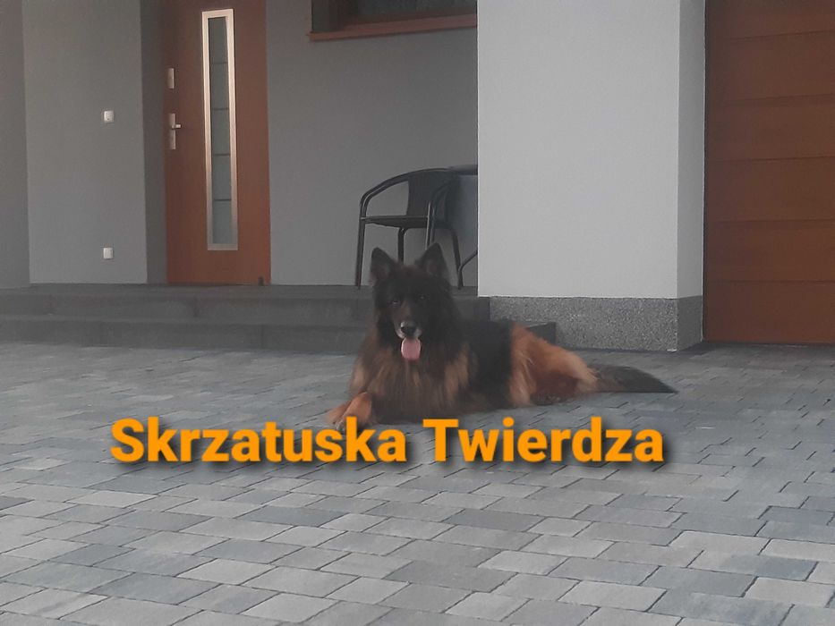 Owczarek Niemiecki