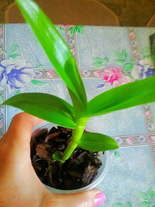 Орхідеї, дендробіум Нобіле білого  кольору