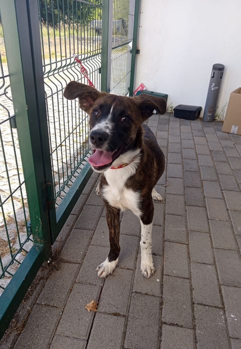 Cadelinha de 5 mesinhos para adopção responsável