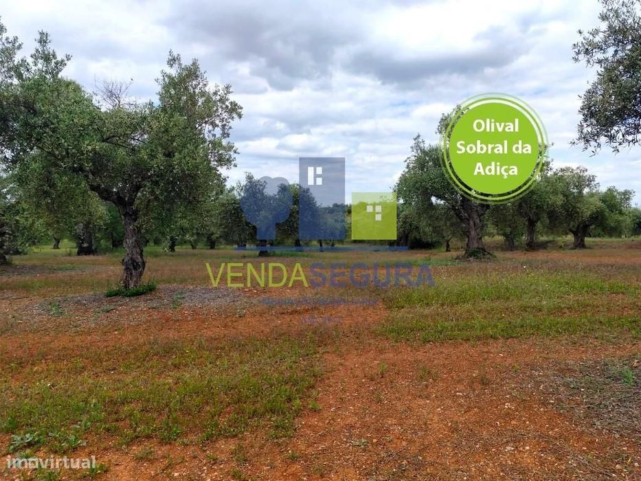 Olival 2,725 Ha | Sobral da Adiça — Moura (Santo Agostinho E São João Baptista) E Santo Amador, Beja