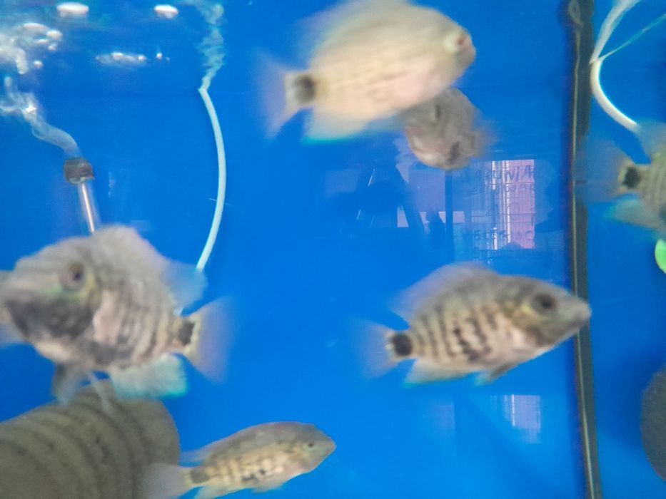 Pielegnica  oscura hetrospila  5-6 cm