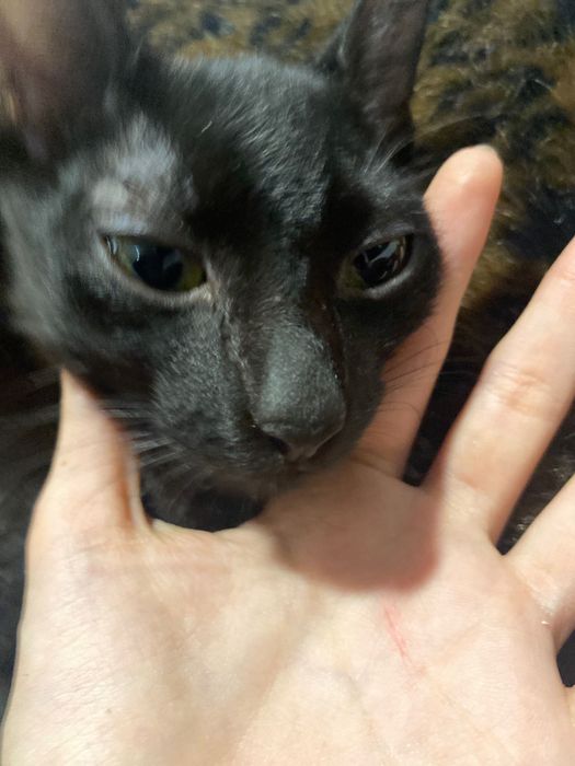 Gatinhas bebés 5 meses