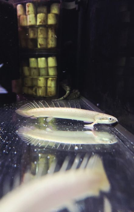 Polypterus senegalski/ wielopłetwiec