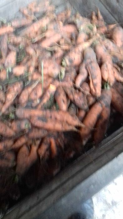 Sprzedam marchew odpadową dla zwierząt