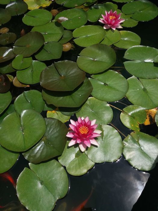 Nenúfar Rosa (Nymphaea) — Divisões para Lago | Várias Unidades