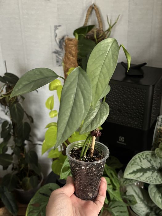 Кімнатні рослини. Варієгатні, ампельні. Монстера, Філодендрон, калатея