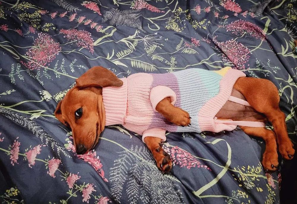 Руді і тигрові дівчатка і хлопчики