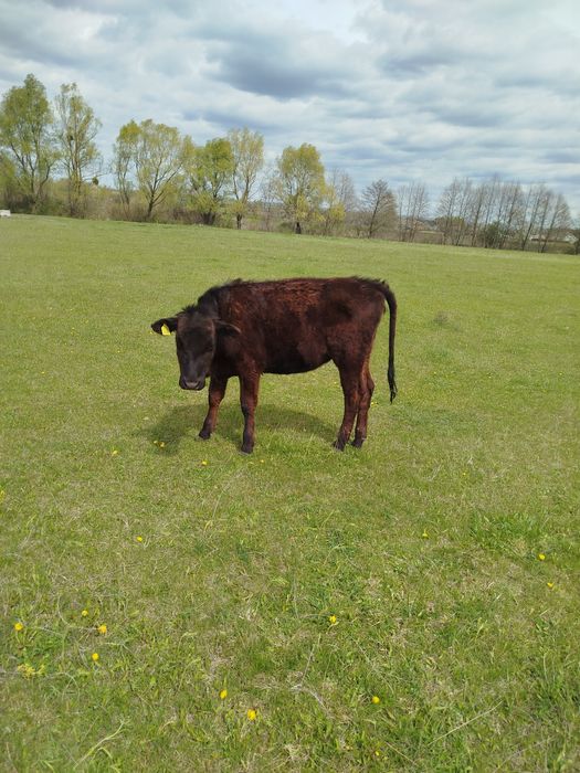 Теличка джерсі, телиця джерсійської породи