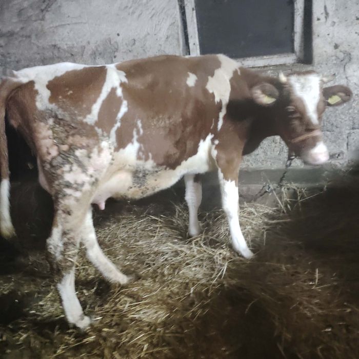 Krowa młoda mleczna!!!