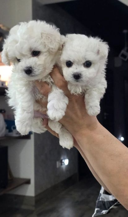 Bichon Frise mini Suczka