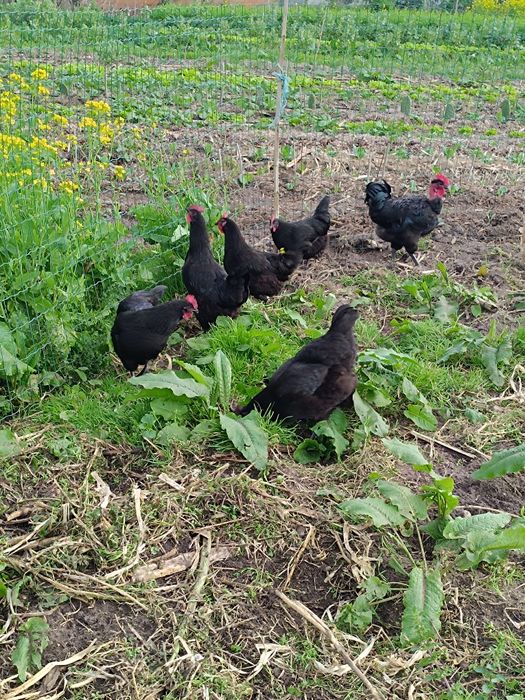 Ovos galados, galinha preta lusitânica