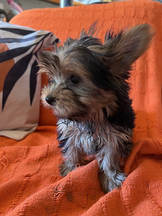 Yorkshire terrier femea miniatura excelente