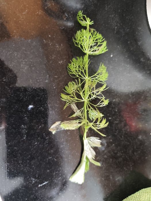 Vendo planta aquática fox tail