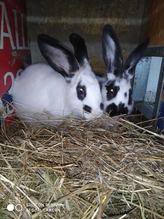 Продам кролей самки и самцы