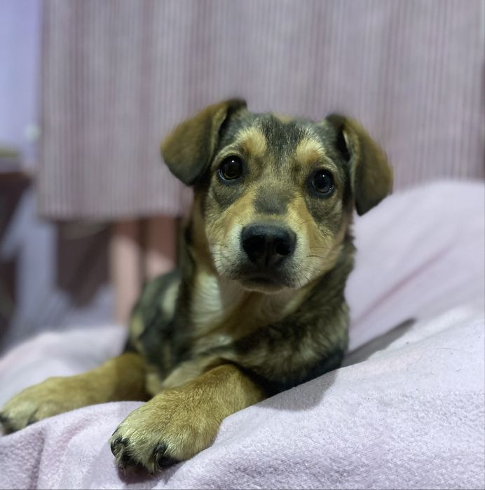 Розумна дівчинка шукає сімʼю