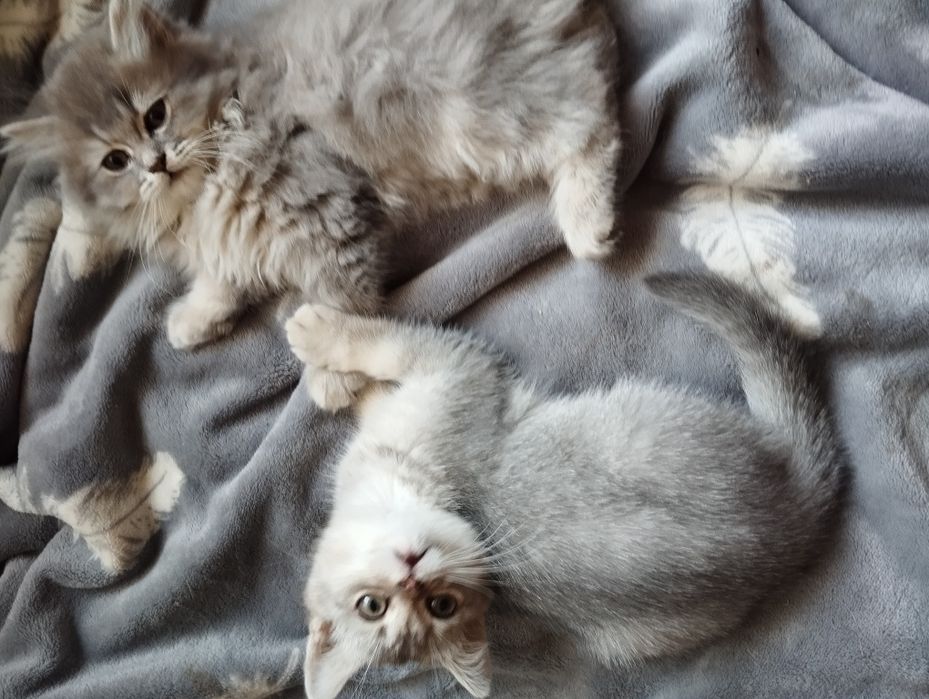 Кошечка шотландская