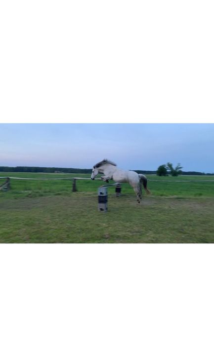 Sprzedam dwie klacze