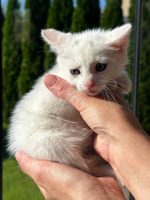 Кошенята ~2 місяці. Білі хлопчик та дівчинка. Безкоштовно.