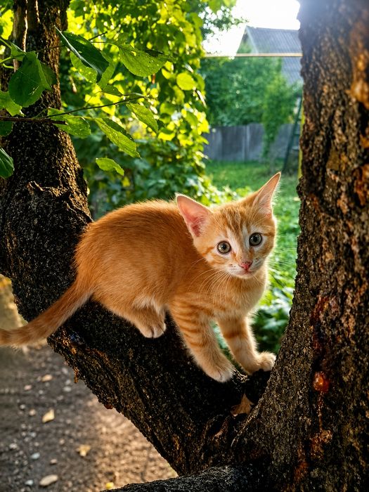 Отдам в добрые руки красивых домашних котят