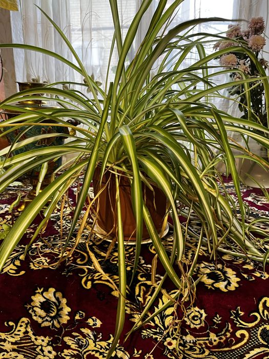 Продаю квіти в вазоннах