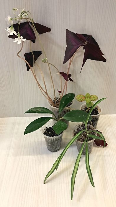 Набір кімнатних квітів