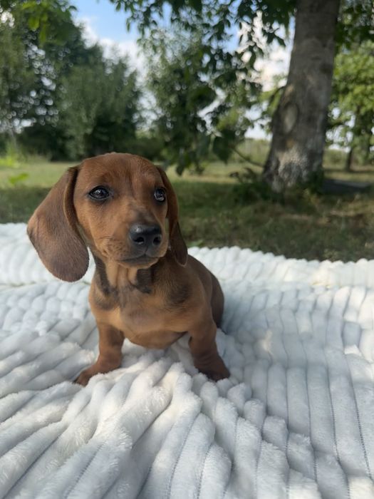Jamnik suczka ruda miniaturka