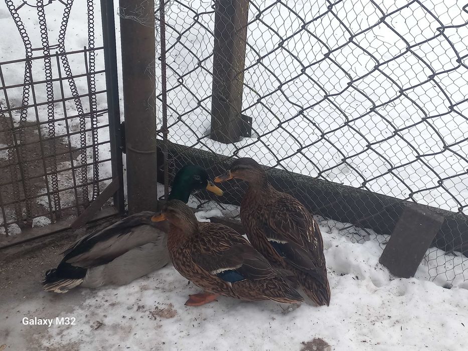 Продам інкубаційне яйце підсадної качки, крякви. Яйця